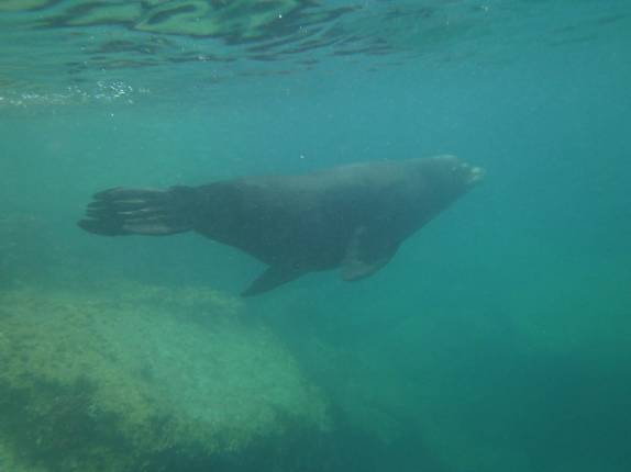 Leão-marinho grande, com mais de 200 kg, nada conosco na Ilha Espíritu Santo, região de La Paz, na Baja California, no México